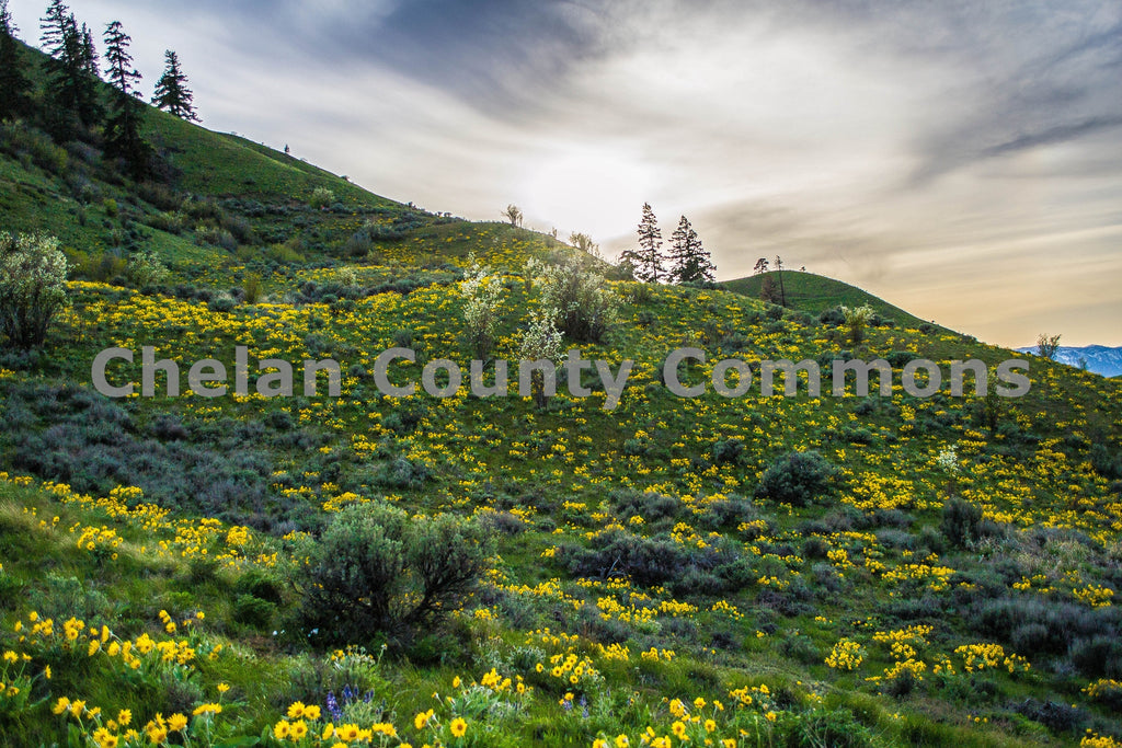 Wild Flower Hillside, by Brian Mitchell | Capture Wenatchee