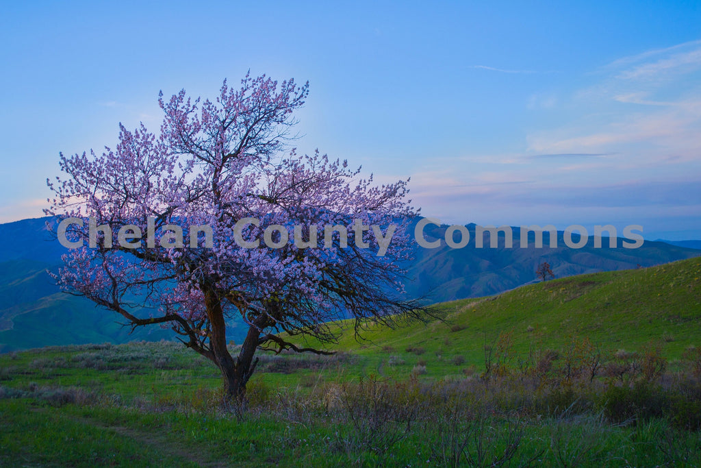 Lone Blossom Tree, by Brian Mitchell | Capture Wenatchee