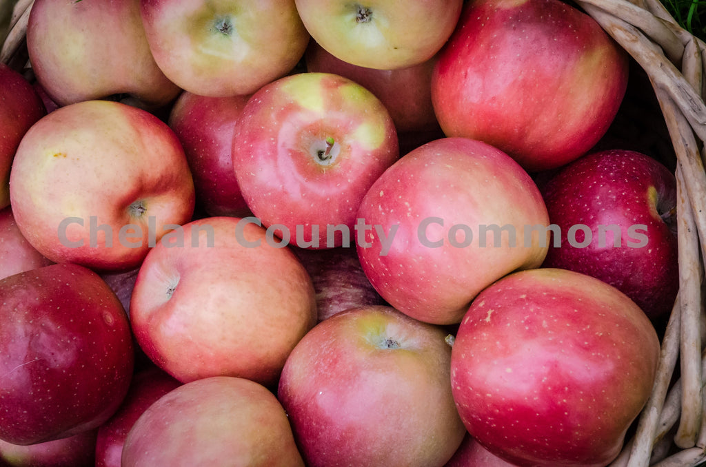 Closeup of Basket of Wenatchee Apples, by Randy Dawson | Capture Wenatchee