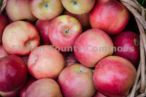 Closeup of Basket of Wenatchee Apples