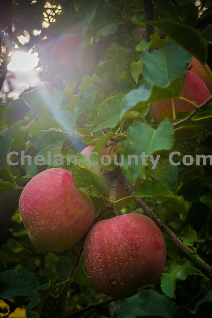 Wenatchee Apples, by Randy Dawson | Capture Wenatchee