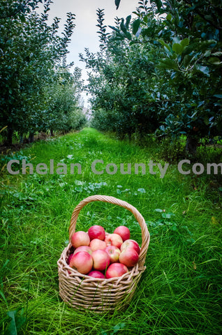 Basket of Wenatchee Apples