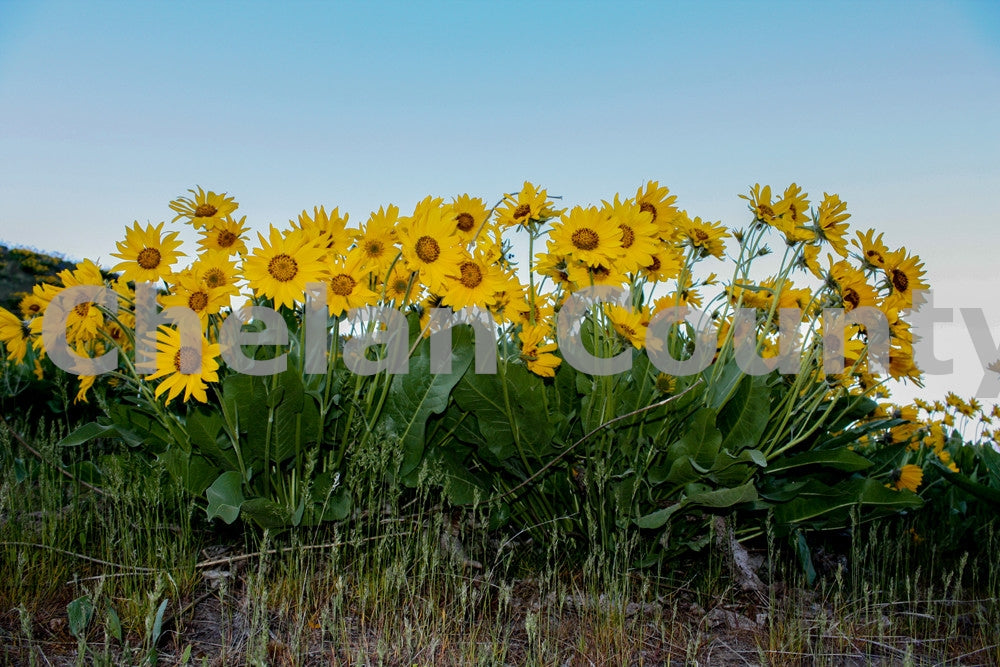 Balasmroot Wildflowers, by Megan Lewis | Capture Wenatchee