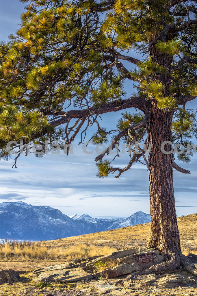 Burch Mt. Tree, by Josh Cadd | Capture Wenatchee