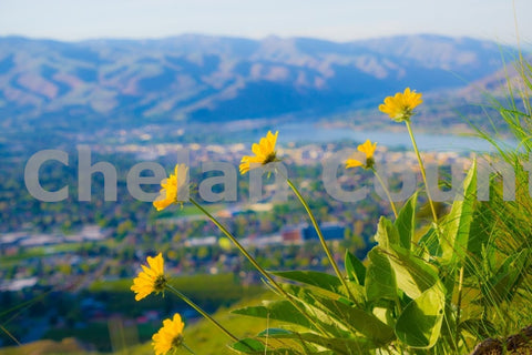 Spring Flowers in Wenatchee Valley