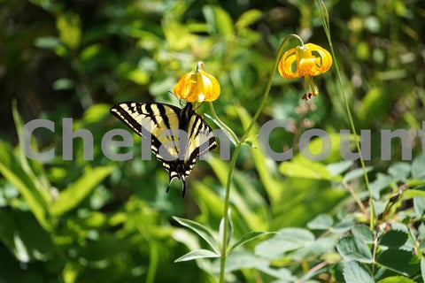 Butterfly on Ingalls Creek