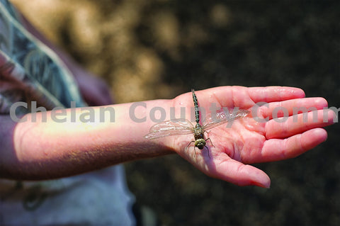 Dragonfly on Kids Hand