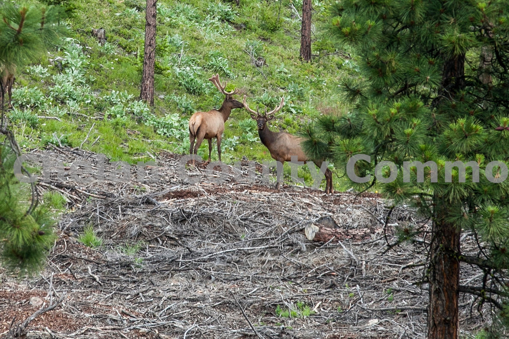 Elk Spotted Camera, by Travis Knoop | Capture Wenatchee