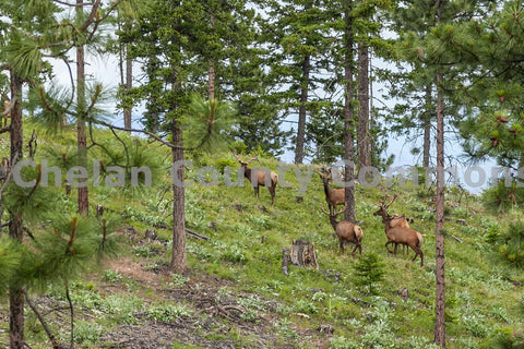 Elk Grazing Hillside