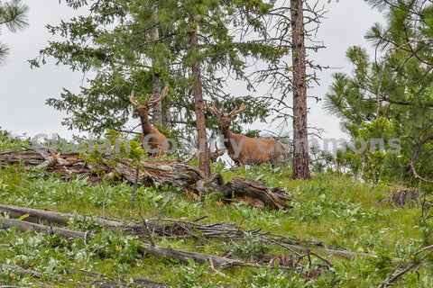 Elk Peering Over Ridge
