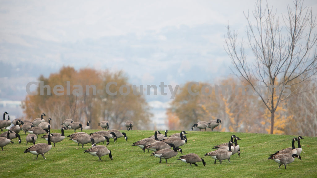 Loop Trail Geese, by Travis Knoop | Capture Wenatchee