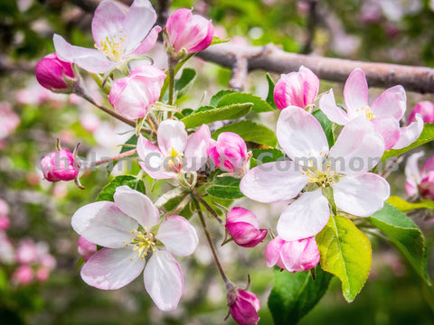 Cherry Blossoms in Wenatchee