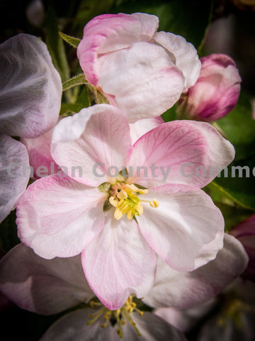 Close up of Cherry Blossom