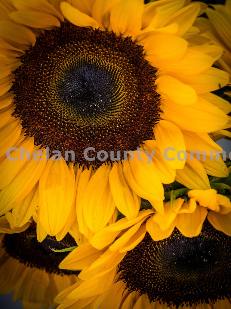 Sunflowers at Wenatchee Farmers Market, by Randy Dawson | Capture Wenatchee