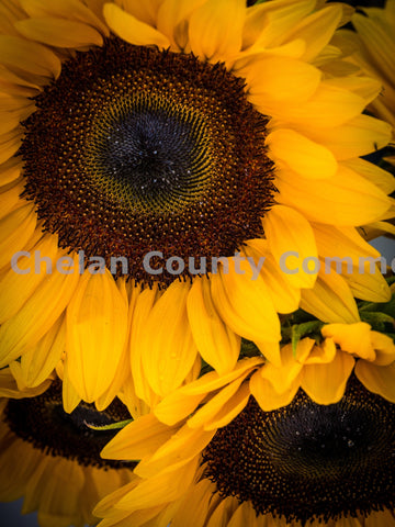 Sunflowers at Wenatchee Farmers Market