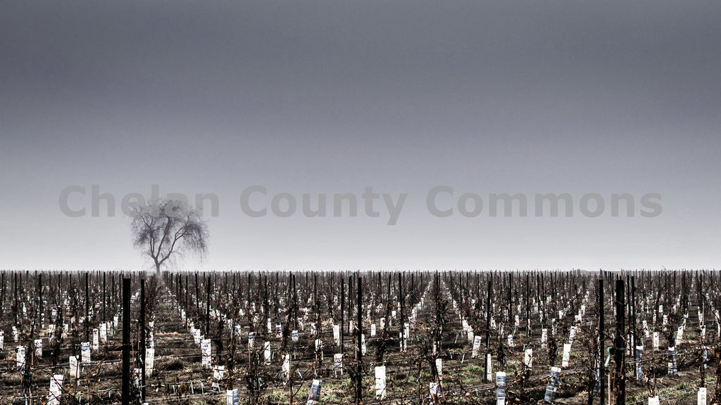 Dormant Winter Vineyards, by Rob Spradlin | Capture Wenatchee
