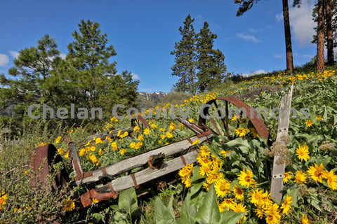 Rusty Wagon Wildflowers