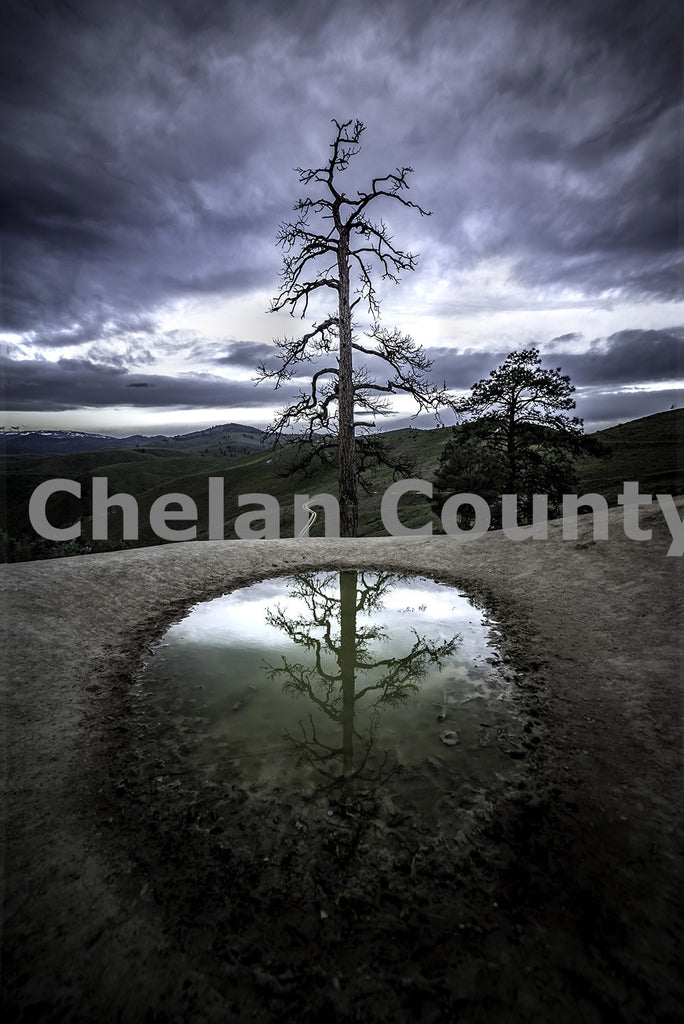 Tree Pond, by Brian Mitchell | Capture Wenatchee