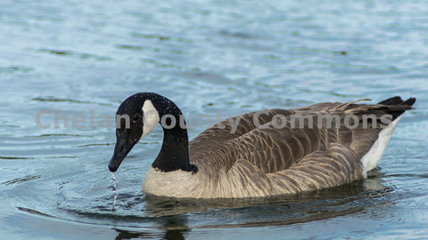 A Walla Walla Park Goose