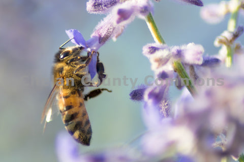 A Wenatchee Honey Bee