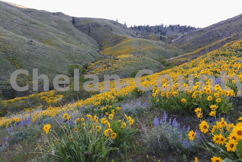 Wenatchee Wildflowers, by Megan Lewis | Capture Wenatchee