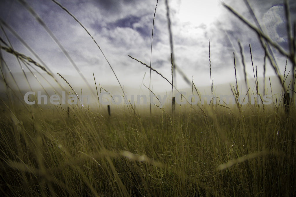 Sage Hills Grass, by Josh Cadd | Capture Wenatchee