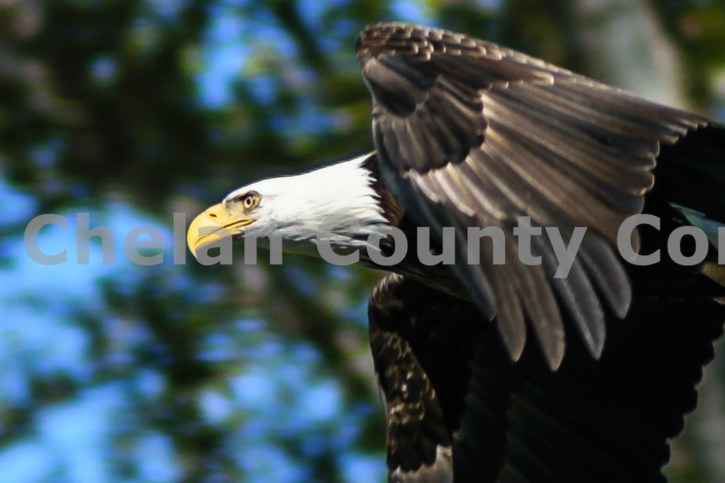 Soaring Bald Eagle, by Rob Spradlin | Capture Wenatchee