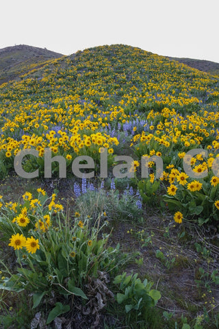 Wenatchee Wildflower Hillside