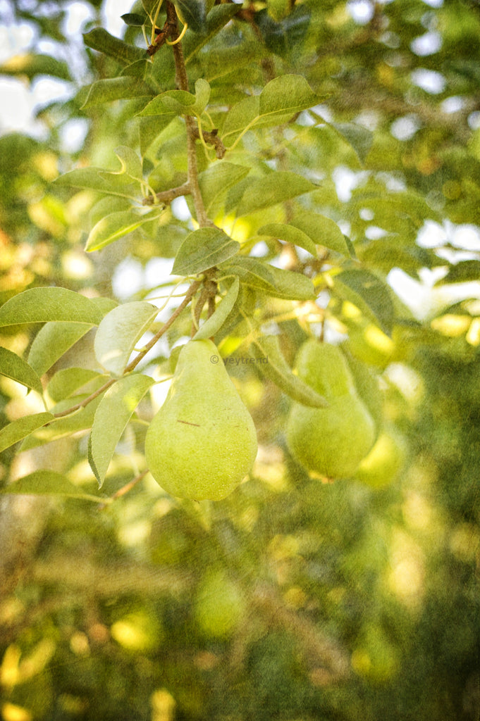 A Pear in an Orchard, by Heidi Swoboda | Capture Wenatchee