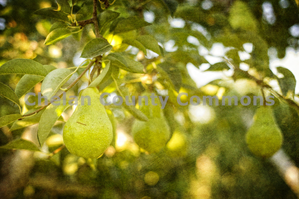 A Pear in an Orchard Horizontal, by Heidi Swoboda | Capture Wenatchee