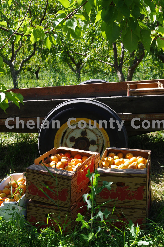 Boxes of Peaches, by Steve Scott | Capture Wenatchee