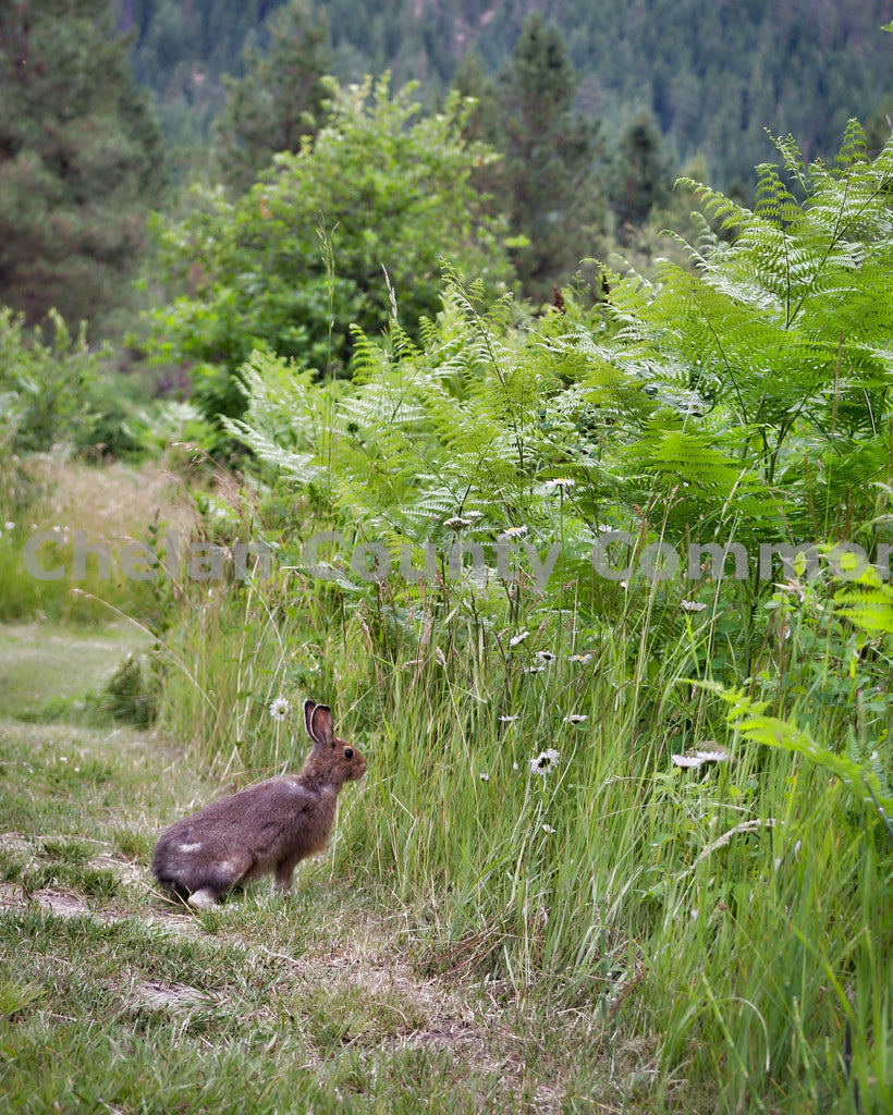 Rabbit in the Woods, by Heidi Swoboda | Capture Wenatchee
