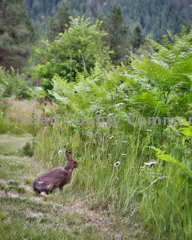 Rabbit in the Woods