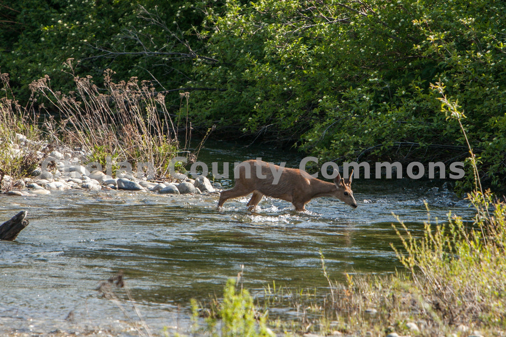 Deer Crossing Nason Creek, by Travis Knoop | Capture Wenatchee