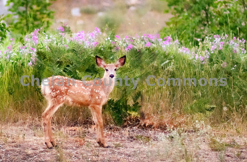 A Curious Spotted Fawn