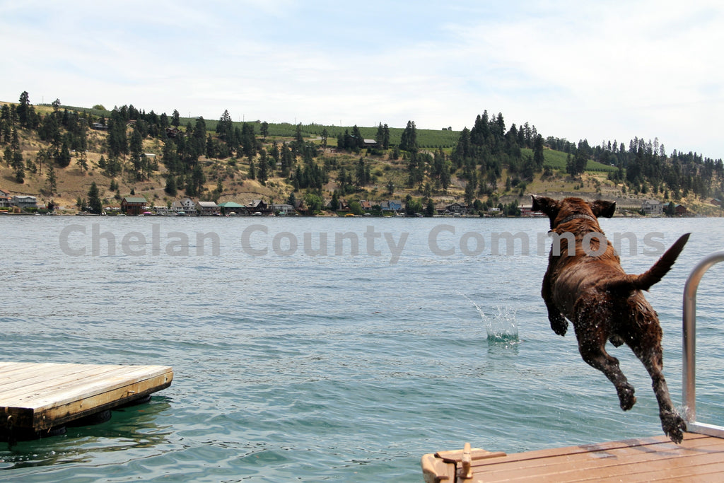 Dog Leaps Into Lake Chelan, by Travis Knoop | Capture Wenatchee