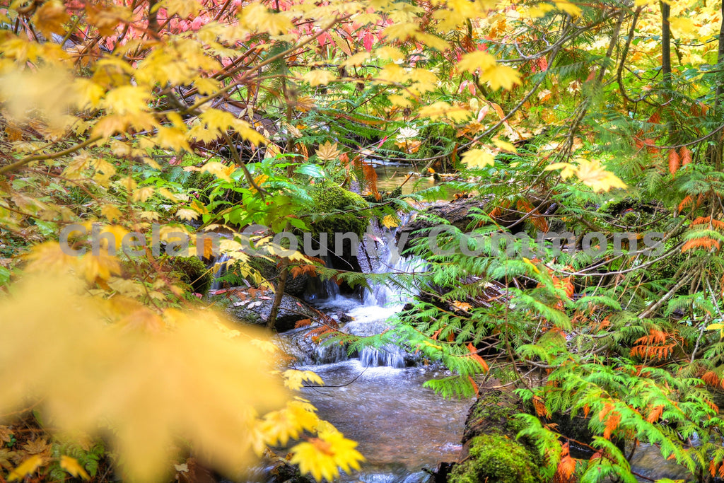 Stream Through Fall Trees, by Travis Knoop | Capture Wenatchee