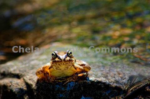 Frog Staring Into Lens