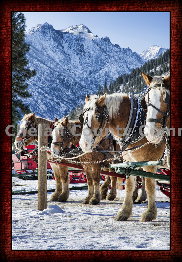 A Winter Horse Sleigh Ride, by Heidi Swoboda | Capture Wenatchee