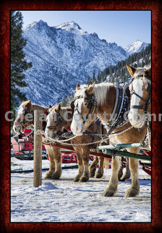 A Winter Horse Sleigh Ride