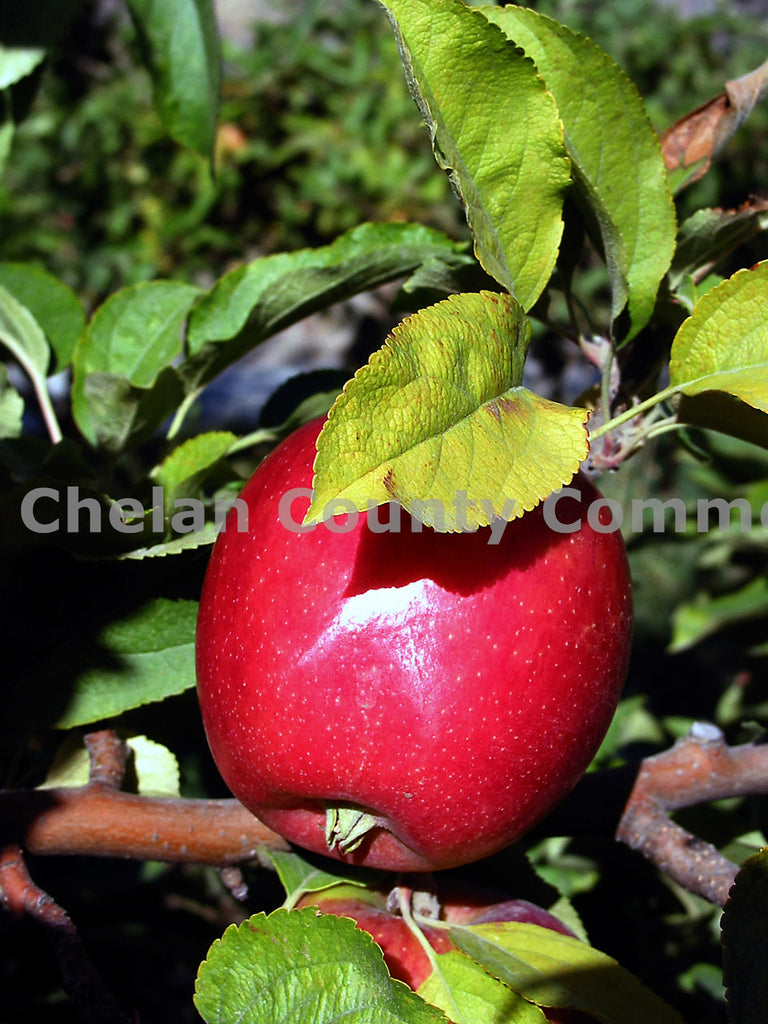 Braeburn Apple Chelan, by Richard Uhlhorn | Capture Wenatchee