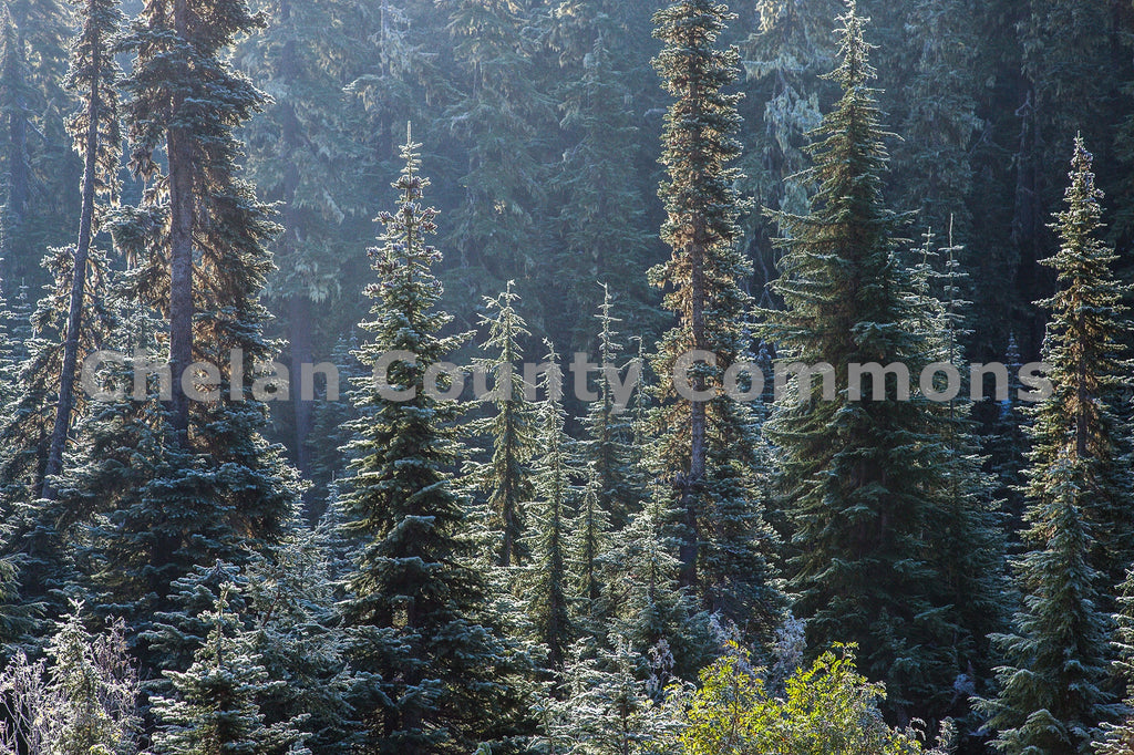 Frosty Evergreens, by Travis Knoop | Capture Wenatchee