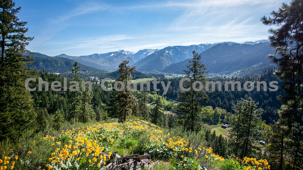 Leavenworth Alpenview Wildflowers, by Travis Knoop | Capture Wenatchee