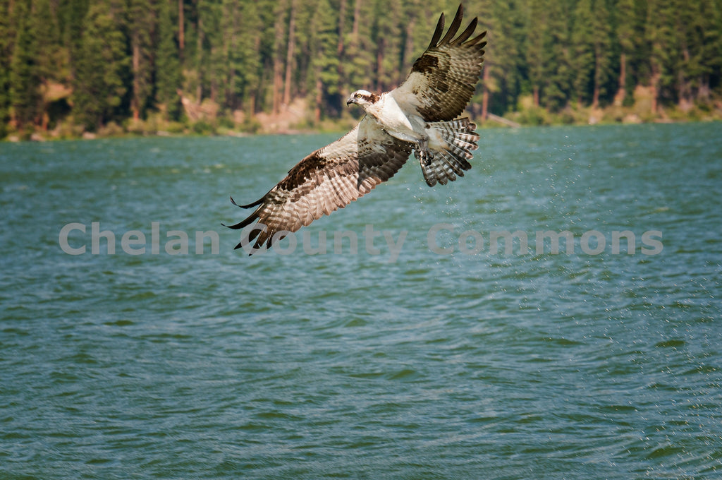 Osprey Circling Lake, by Heidi Swoboda | Capture Wenatchee