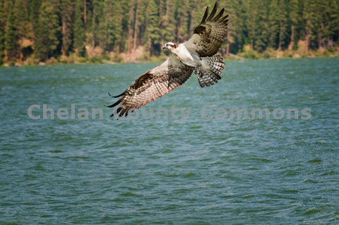 Osprey Circling Lake