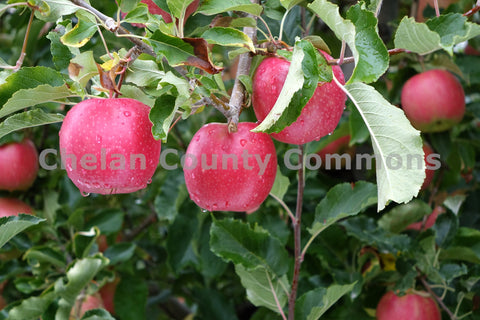 Pink Lady Apples Chelan