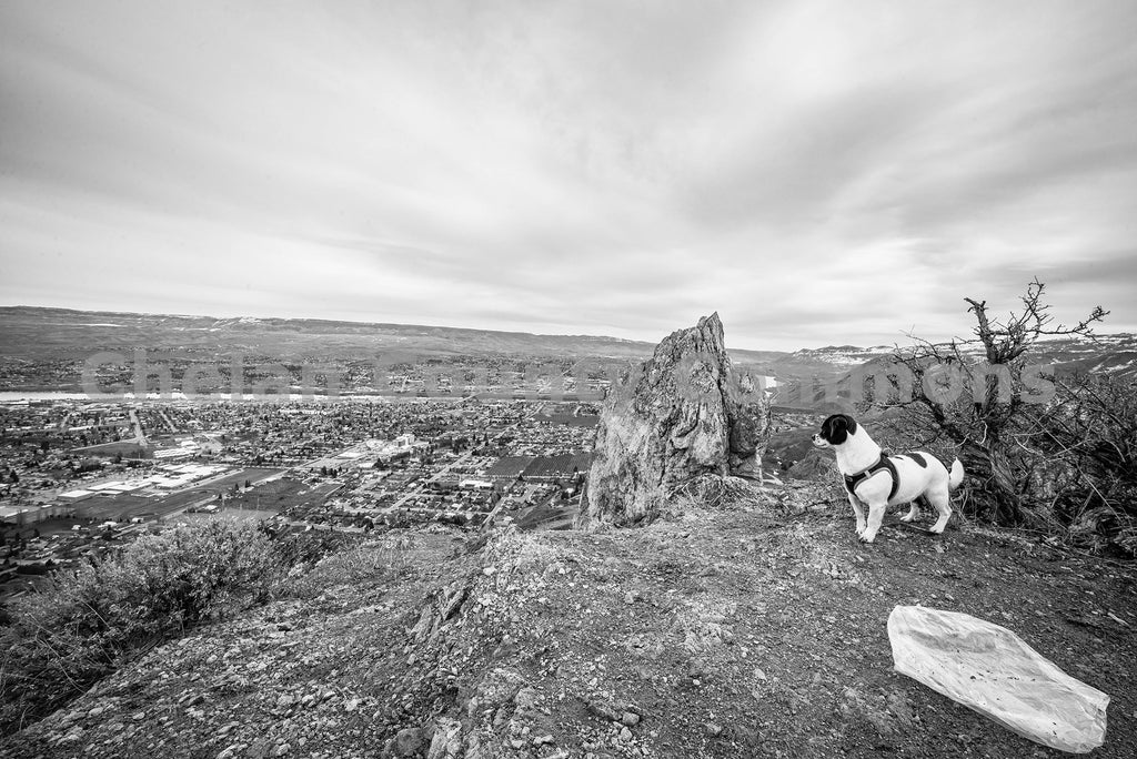 Saddle Rock B&W Dog, by Brian Mitchell | Capture Wenatchee