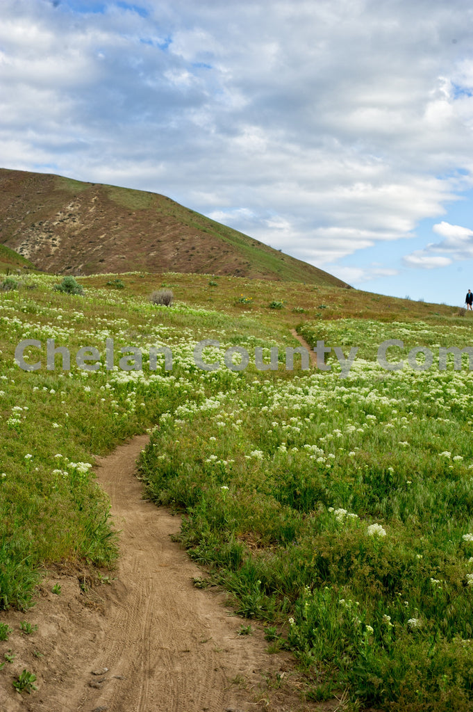 Sage Hills Trails and Flowers, by Heidi Swoboda | Capture Wenatchee