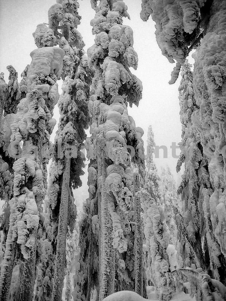 Stevens Pass Snow Ghosts, by Travis Knoop | Capture Wenatchee