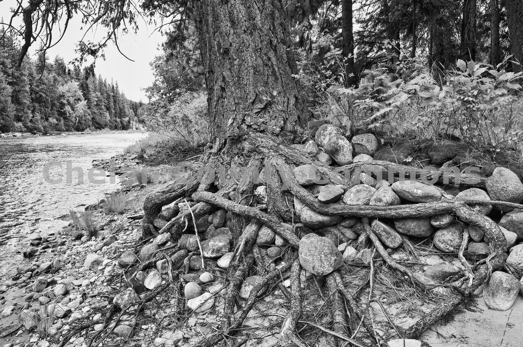 Black and White Tree Roots, by Heidi Swoboda | Capture Wenatchee